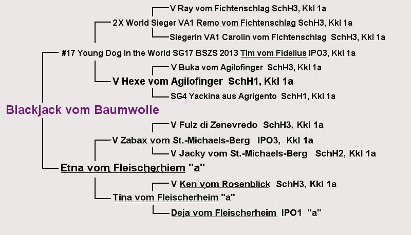 Rose Cotton von Bach Haus Pedigree at Baumwolle GSDs Midwest