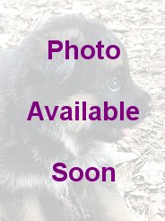 Males and Female Purebred German Shepherd Puppies photo at Baumwolle Midwest GSDs for sale in Ft Leonard Wood and Kansas City